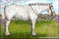 Horse Color:Palomino Appaloosa  and Palomino Appaloosa Rabicano 