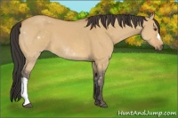 Horse Color:Buckskin Dun 