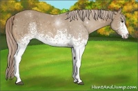 Horse Color:White Spotted Palomino 