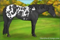 Horse Color:Black Appaloosa 
