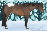 Horse Color:Buckskin Appaloosa 