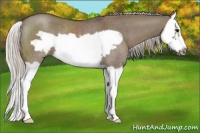 Horse Color:Silver Grullo Splash Frame Rabicano 