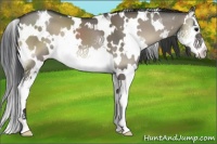 Horse Color:White Spotted Grullo Onyx Splash 