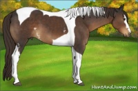 Horse Color:White Spotted Liver Chestnut Tobiano 