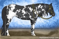 Horse Color:White Spotted Blue Roan Appaloosa 
