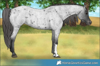 Horse Color:Blue Roan Tobiano Varnish 