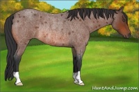 Horse Color:Bay Roan Rabicano 