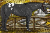 Horse Color:Black Appaloosa
