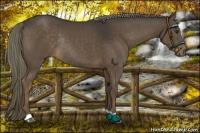 Horse Color:Liver Chestnut Rabicano 