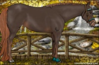Horse Color:Liver Chestnut Appaloosa Rabicano