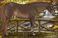 Horse Color:Liver Chestnut 