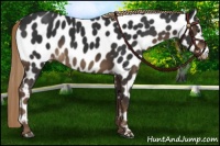 Horse Color:Liver Chestnut Near Leopard 