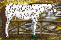 Horse Color:Liver Chestnut Appaloosa 