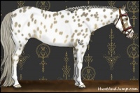Horse Color:Chocolate Palomino Mushroom Sabino Near Leopard 