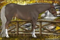 Horse Color:Liver Chestnut Mushroom 