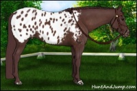 Horse Color:Chocolate Brown Appaloosa