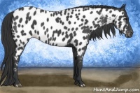 Horse Color:Blue Roan Near Leopard 
