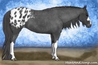 Horse Color:Blue Roan Appaloosa 