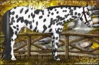 Horse Color:Black Appaloosa 