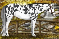 Horse Color:Black Splash Leopard 