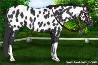 Horse Color:Black Near Leopard 