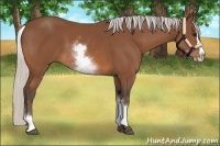 Horse Color:White Spotted Silver Bay Splash