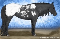 Horse Color:Blue Roan Near Fewspot 