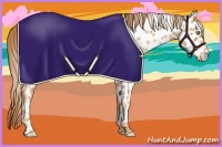 Horse Color:Gold Champagne Roan Appaloosa Rabicano 