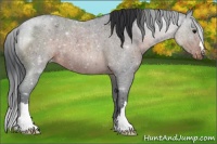 Horse Color:Brown Roan Appaloosa 
