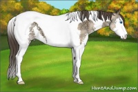 Horse Color:Amber Champagne Ice Sabino Splash Tobiano 