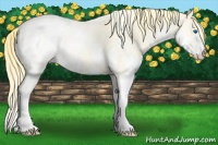 Horse Color:Perlino Roan Splash Varnish