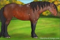 Horse Color:Bay Varnish 