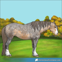Horse Color:Buckskin Ice Appaloosa