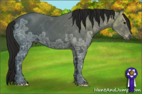 Horse Color:Gray Smoky Black Ice Appaloosa 