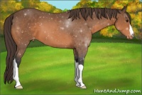 Horse Color:Buckskin Appaloosa 