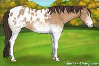 Horse Color:White Spotted Amber Champagne Appaloosa