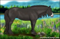 Horse Color:Liver Chestnut Frame 