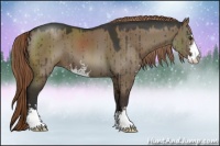 Horse Color:Liver Red Dun Sabino
