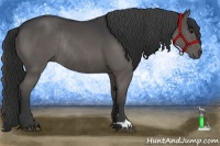 Horse Color:Black Rabicano 