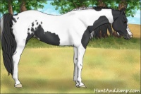Horse Color:Black Tobiano Appaloosa 