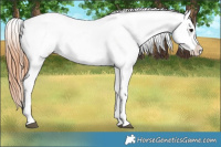 Horse Color:Blue Roan Tobiano Frame Appaloosa 