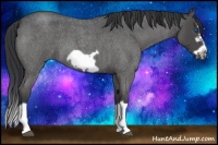 Horse Color:Blue Roan Splash Frame 