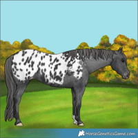 Horse Color:Unknown 