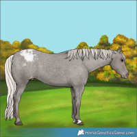 Horse Color:Silver Black Appaloosa 