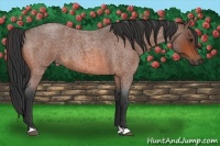 Horse Color:Bay Roan 