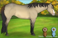 Horse Color:Buckskin Dun Splash