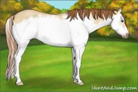 Horse Color:Red Dun Roan Splash Frame Rabicano 