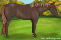 Horse Color:Liver Chestnut