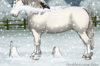 Horse Color:Perlino Dun Splash 