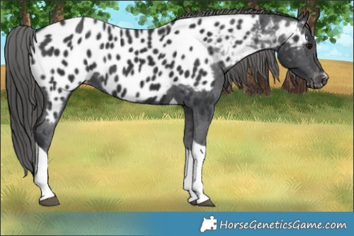 Horse Color:Black Tobiano Appaloosa 